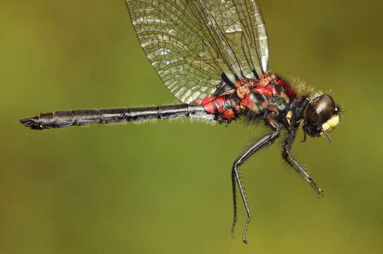 Imagem de Leucorrhinia patricia Walker 1940