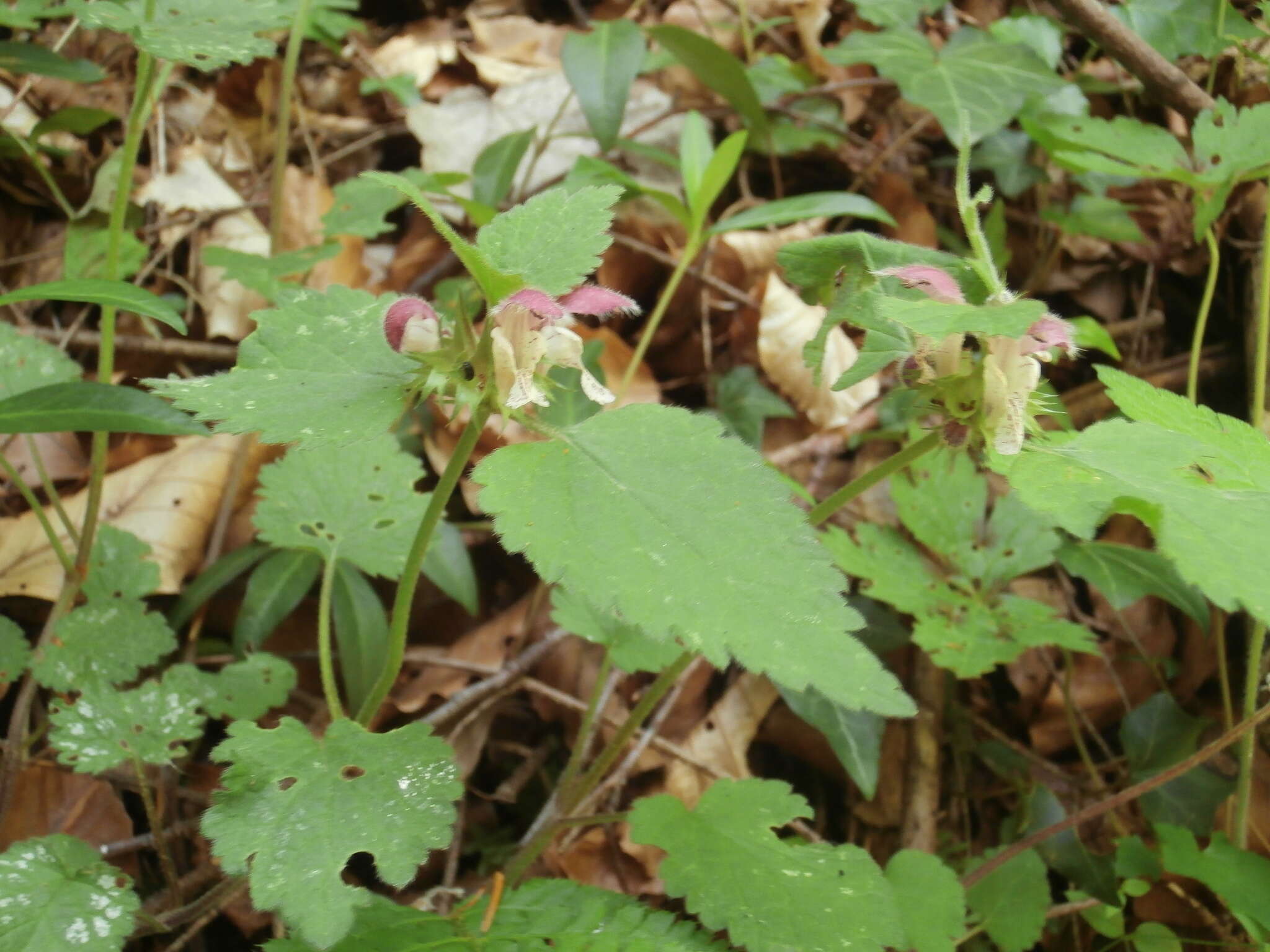 Image of Lamium flexuosum Ten.