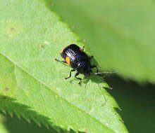 Image of Bassareus mammifer (Newman 1840)