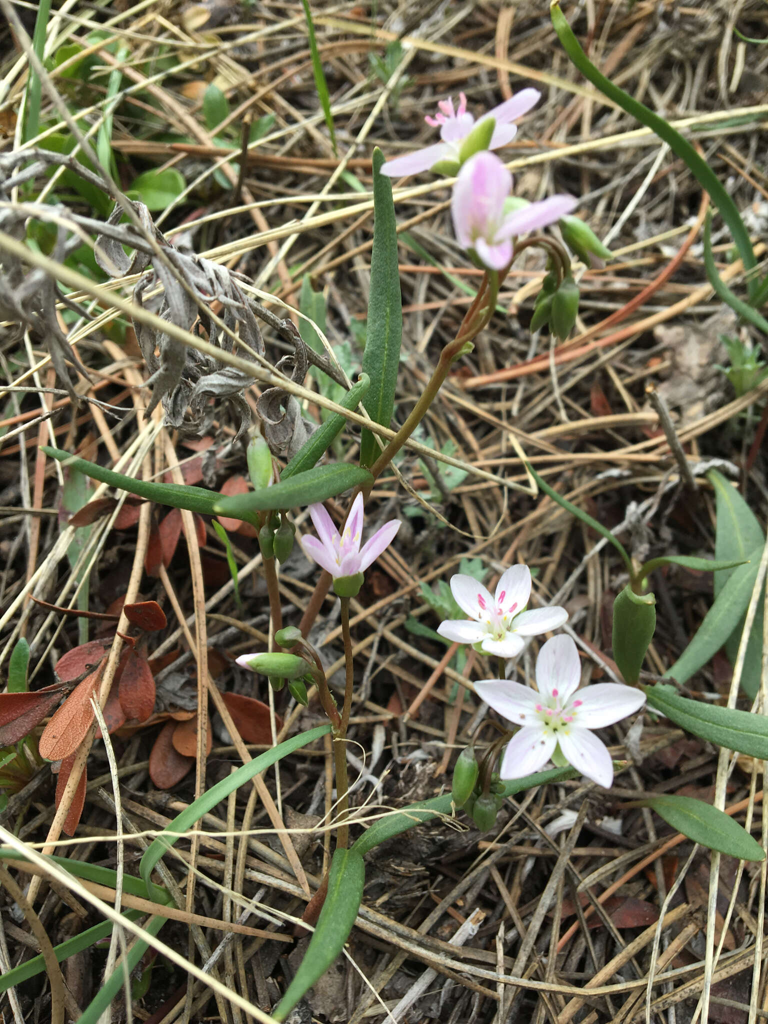 Image of western springbeauty