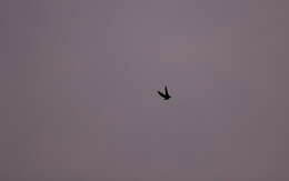 Image of Rufous-bellied Nighthawk