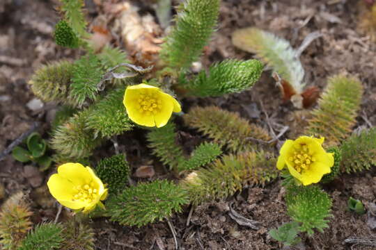 Image of Argentina microphylla (D. Don) Soják