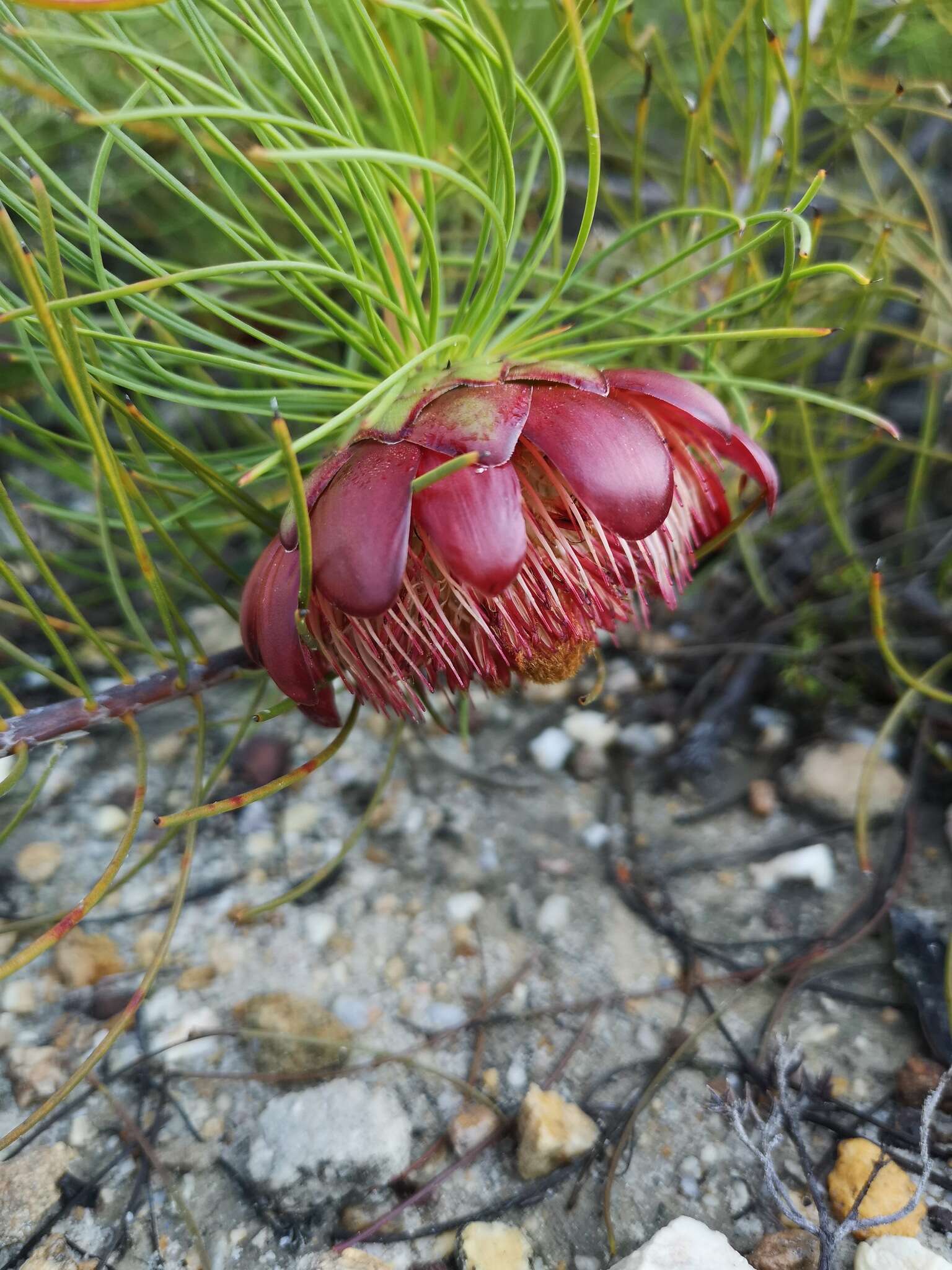 Image of Protea pityphylla Phillips