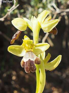 Image of Ophrys omegaifera subsp. israelitica (H. Baumann & Künkele) G. Morschek & K. Morschek