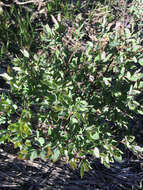 Image of roundleaf snowberry