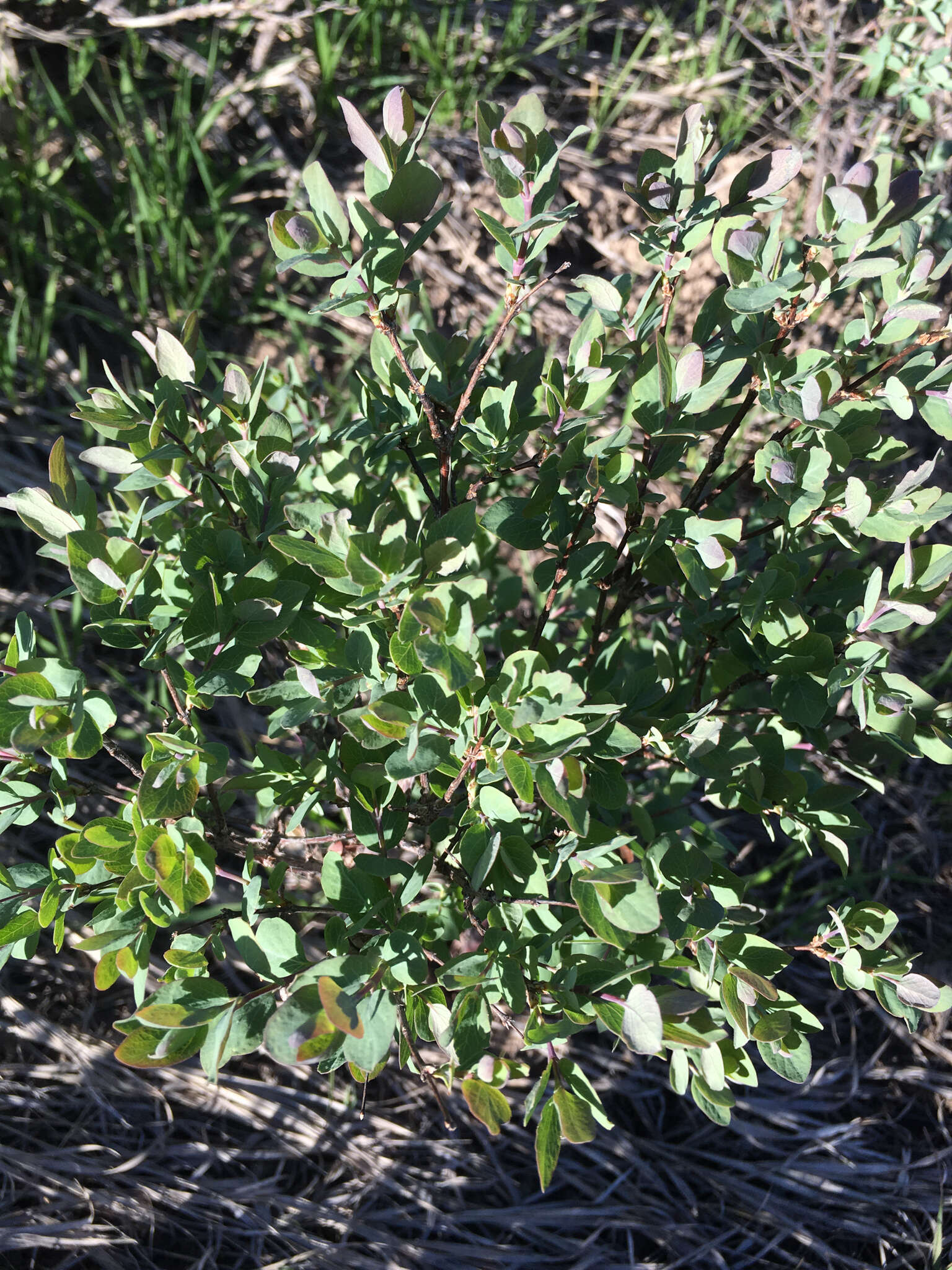 Image of roundleaf snowberry