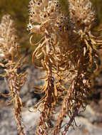 Image of Coris monspeliensis subsp. annua (Halácsy & Bald.) Arrigoni