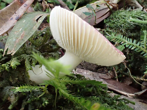 Image of Russula maculata Quél. 1878