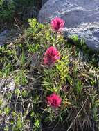 Image of Henry Indian paintbrush