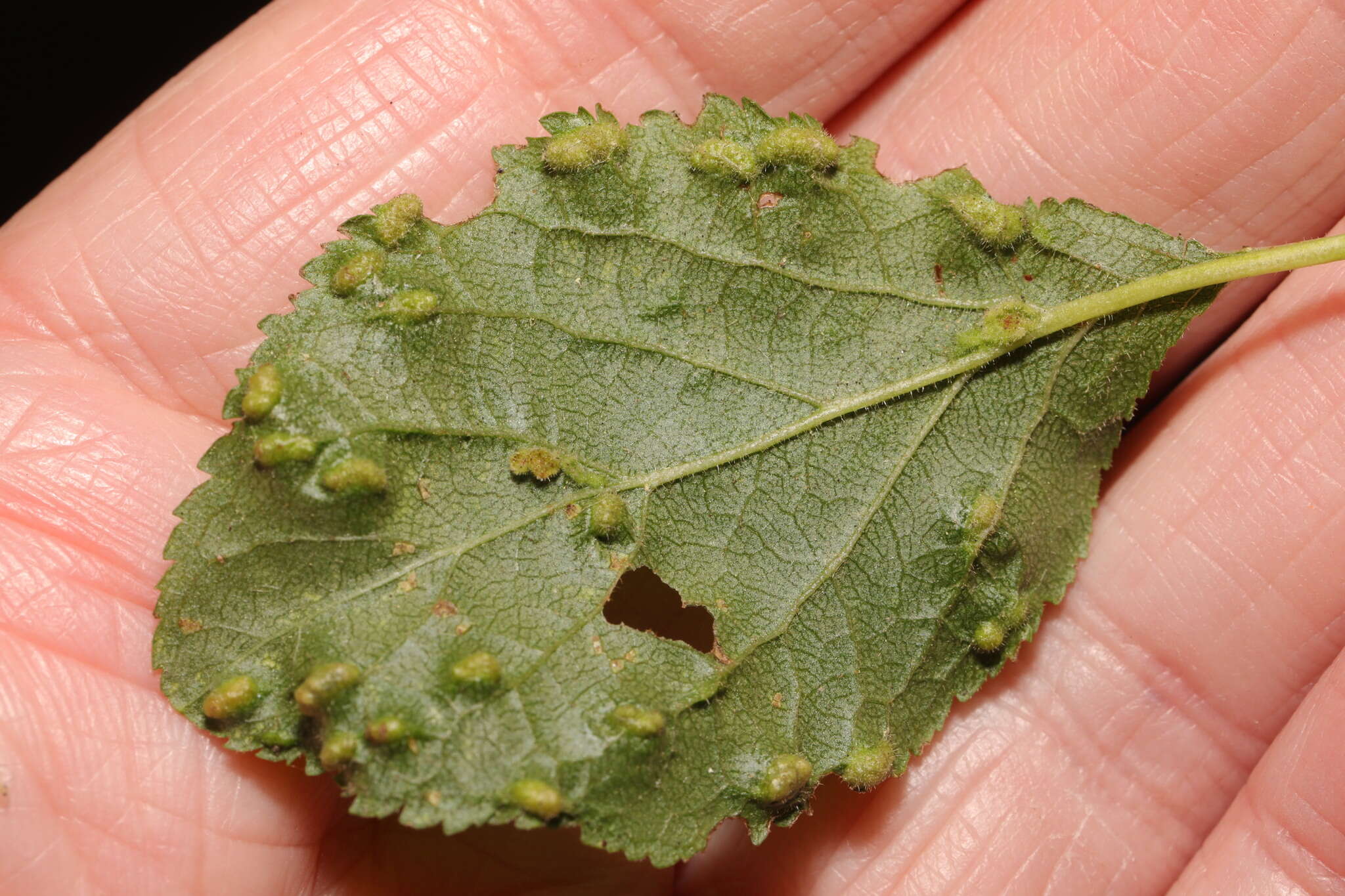 Plancia ëd <i>Eriophyes similis</i> (Nalepa 1890)