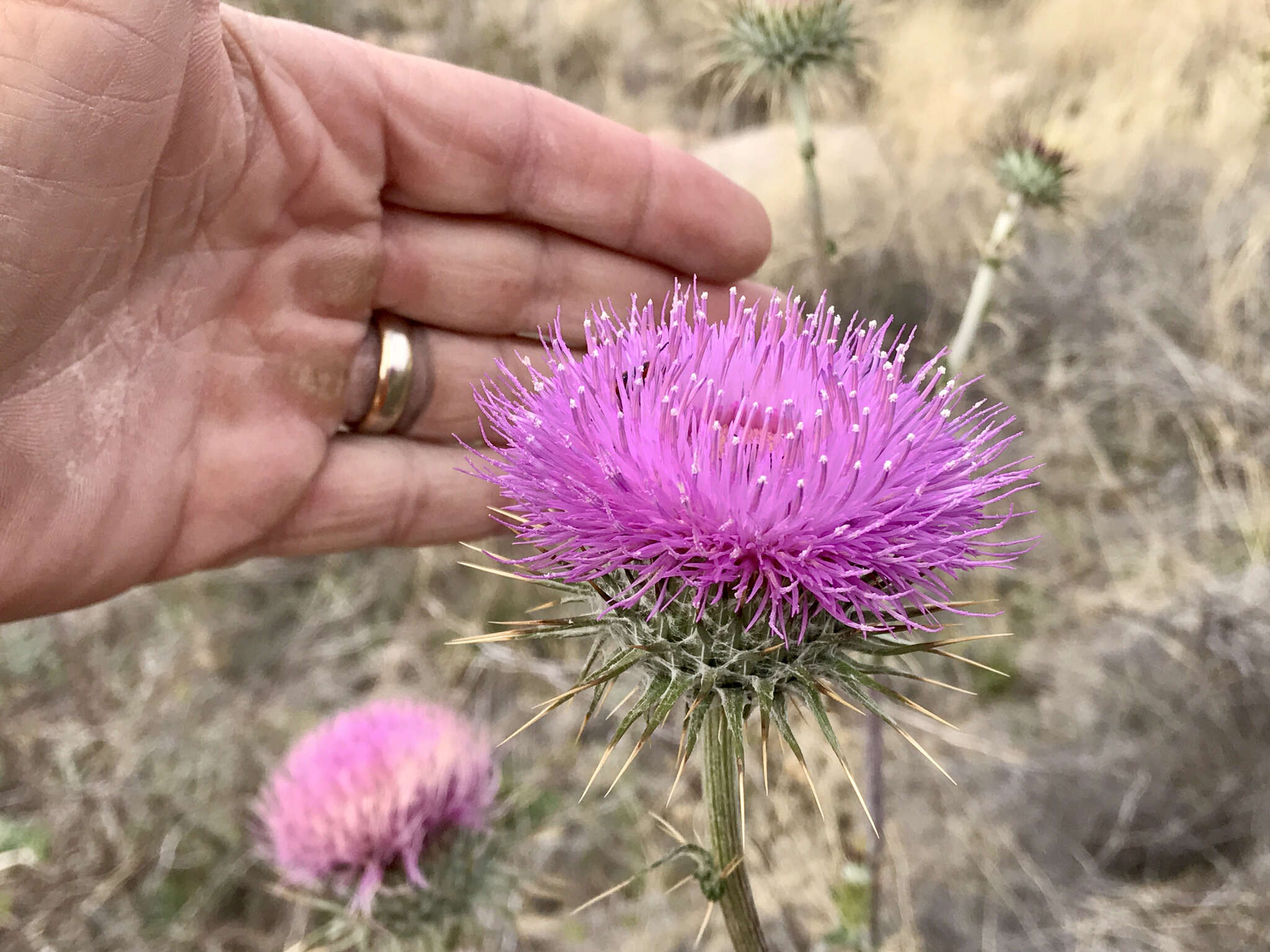 Imagem de Cirsium neomexicanum A. Gray