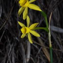 Image of <i>Narcissus jonquilla fernandesii</i>
