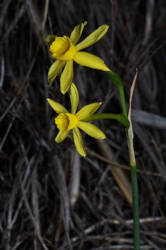 Image of <i>Narcissus jonquilla fernandesii</i>