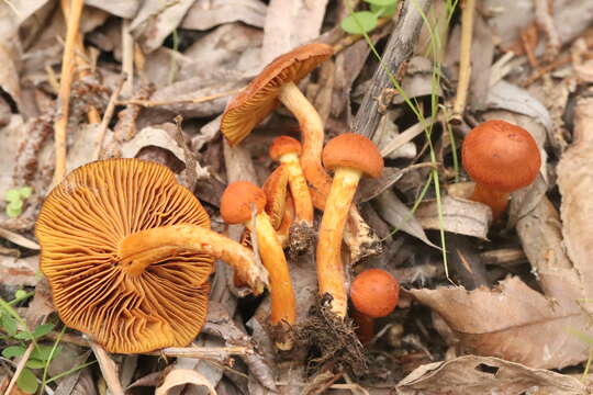 Image of Cortinarius uliginosus Berk. 1860