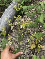 Image of Mt. Graham Spurred-Gentian