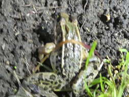 Image of Peralta frog