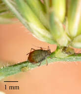 Image of Oat-birdcherry aphid