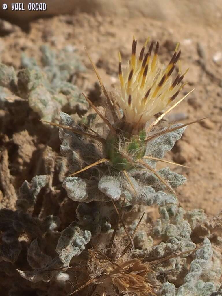 Image of Centaurea aegyptiaca L.