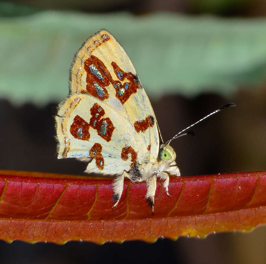 Image of Anteros aliceae Dias & Siewert