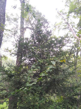 صورة Abies durangensis var. coahuilensis (I. M. Johnst.) Martínez