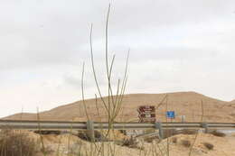 Image of Ephedra aphylla Forssk.