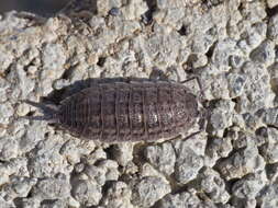 Image of Porcellio violaceus Budde-Lund 1885