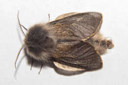 Image of Orophora unicolor Butler 1877