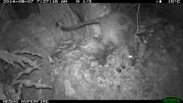 Image of Unadorned Rock Wallaby