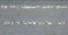 Image of crab-plovers