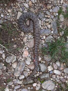 Image of Vipera aspis aspis (Linnaeus 1758)