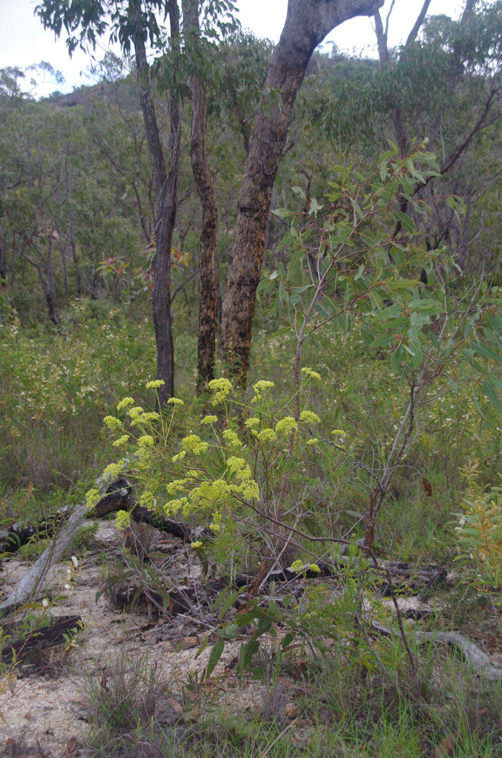 Image of Trachymene valida (F. Müll.) M. Hiroe