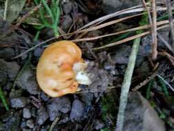 Image of Cortinarius epiphaeus (E. Horak) Peintner & M. M. Moser 2002