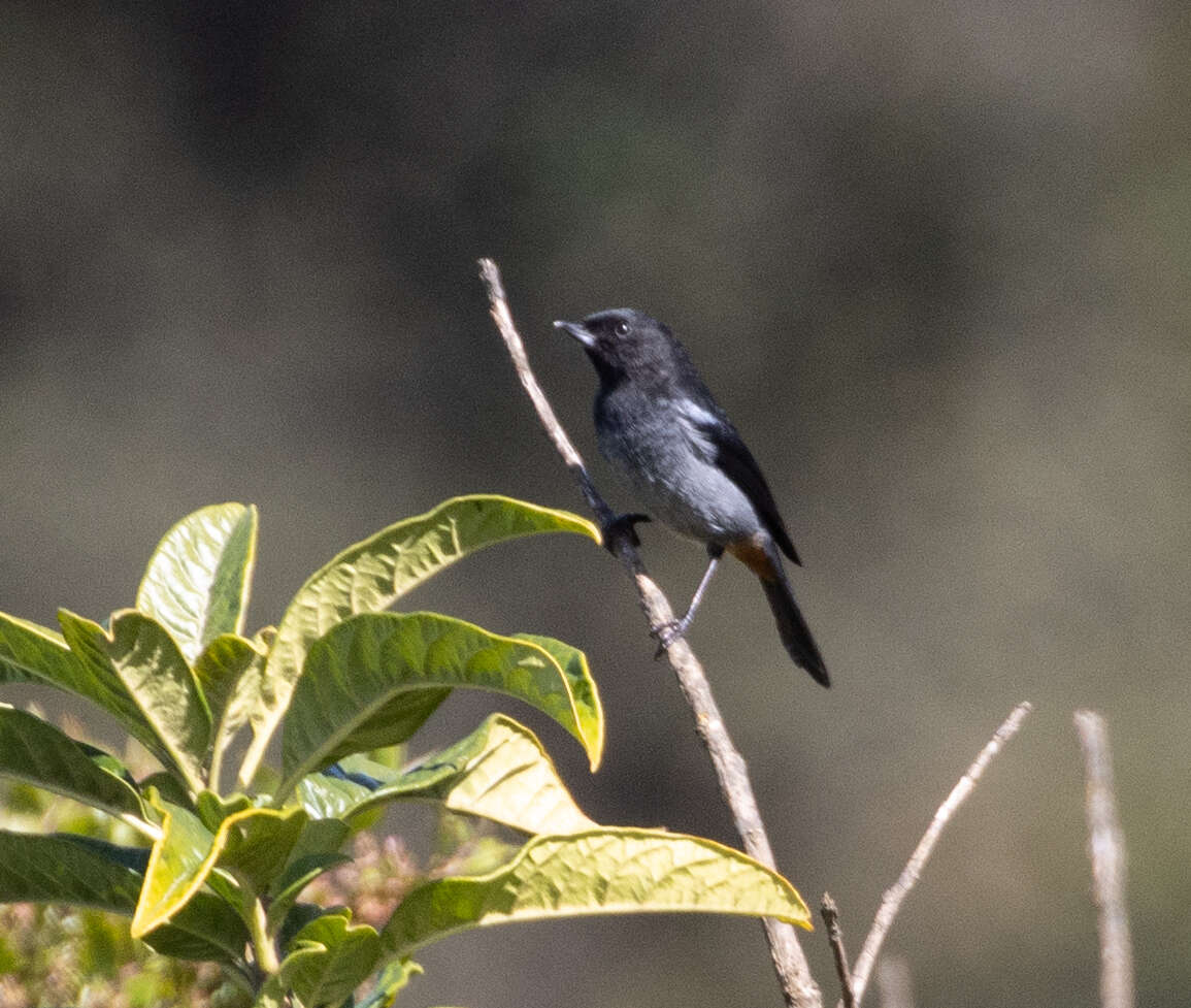 صورة Diglossa carbonaria (d'Orbigny & Lafresnaye 1838)