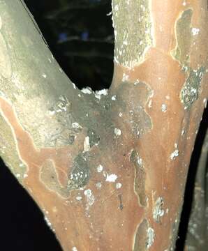 Image of Crapemyrtle bark scale