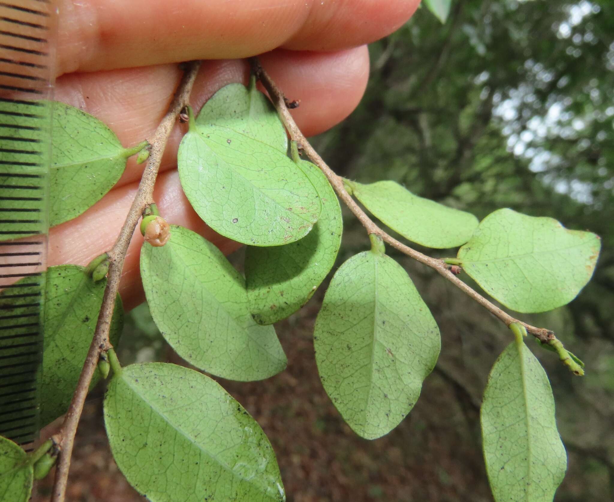 Diospyros natalensis (Harv.) Brenan的圖片