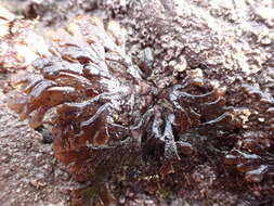 Image de Osmundea pinnatifida