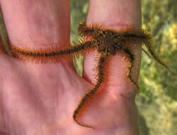 Image of Common brittlestar