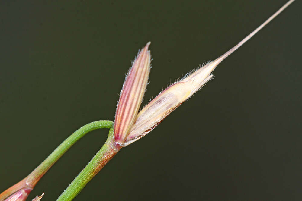 Imagem de Elymus ciliaris (Trin.) Tzvelev