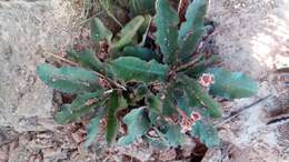 Image of Euphorbia primulifolia var. begardii Cremers