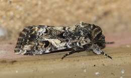 Image of Spodoptera umbraculata Walker 1858