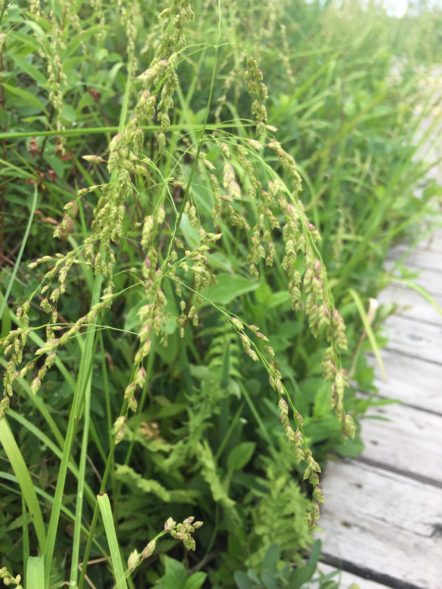 Image of Rattlesnake manna grass