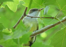 Image of Swainson's Flycatcher