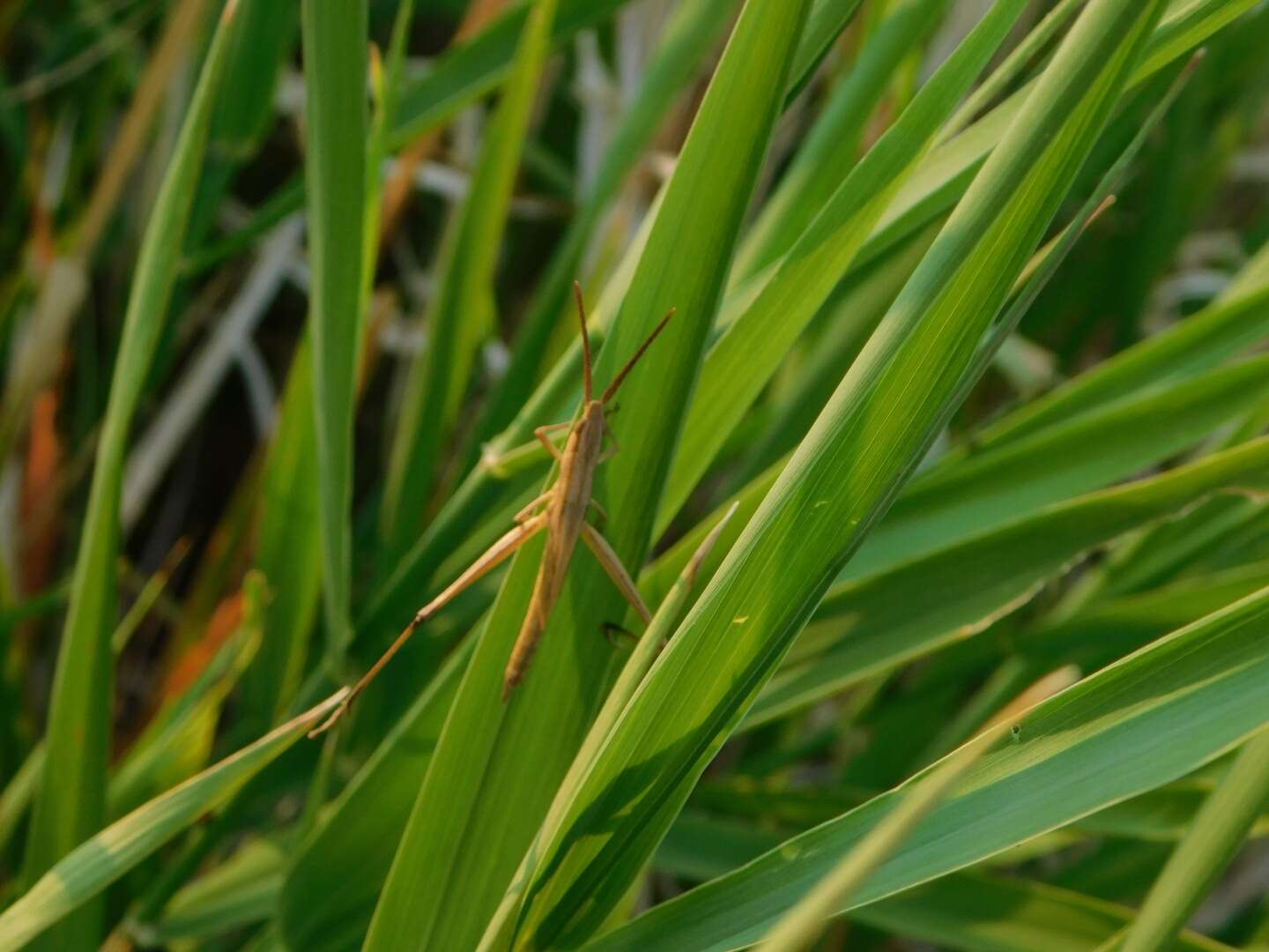 Pseudopomala brachyptera (Scudder & S. H. 1862)的圖片