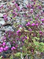 Image of Calceolaria purpurea R. Grah.