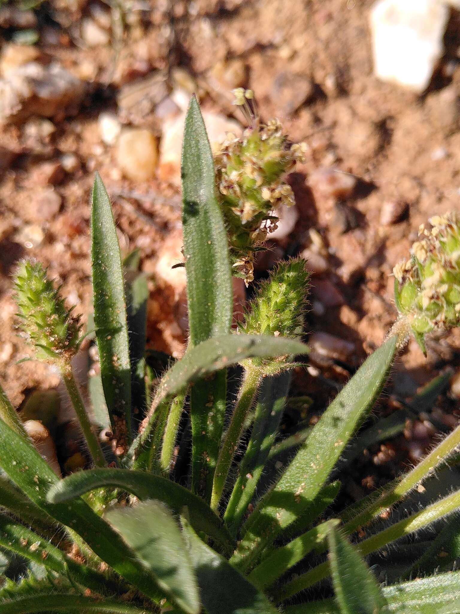 Image of Plantago bellardii All.