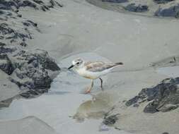 Charadrius obscurus aquilonius Dowding 1994 resmi