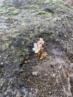 Image of Begonia geraniifolia Hook.