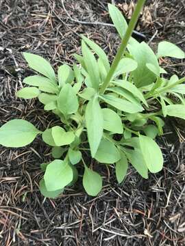 Image of Wenatchee valerian