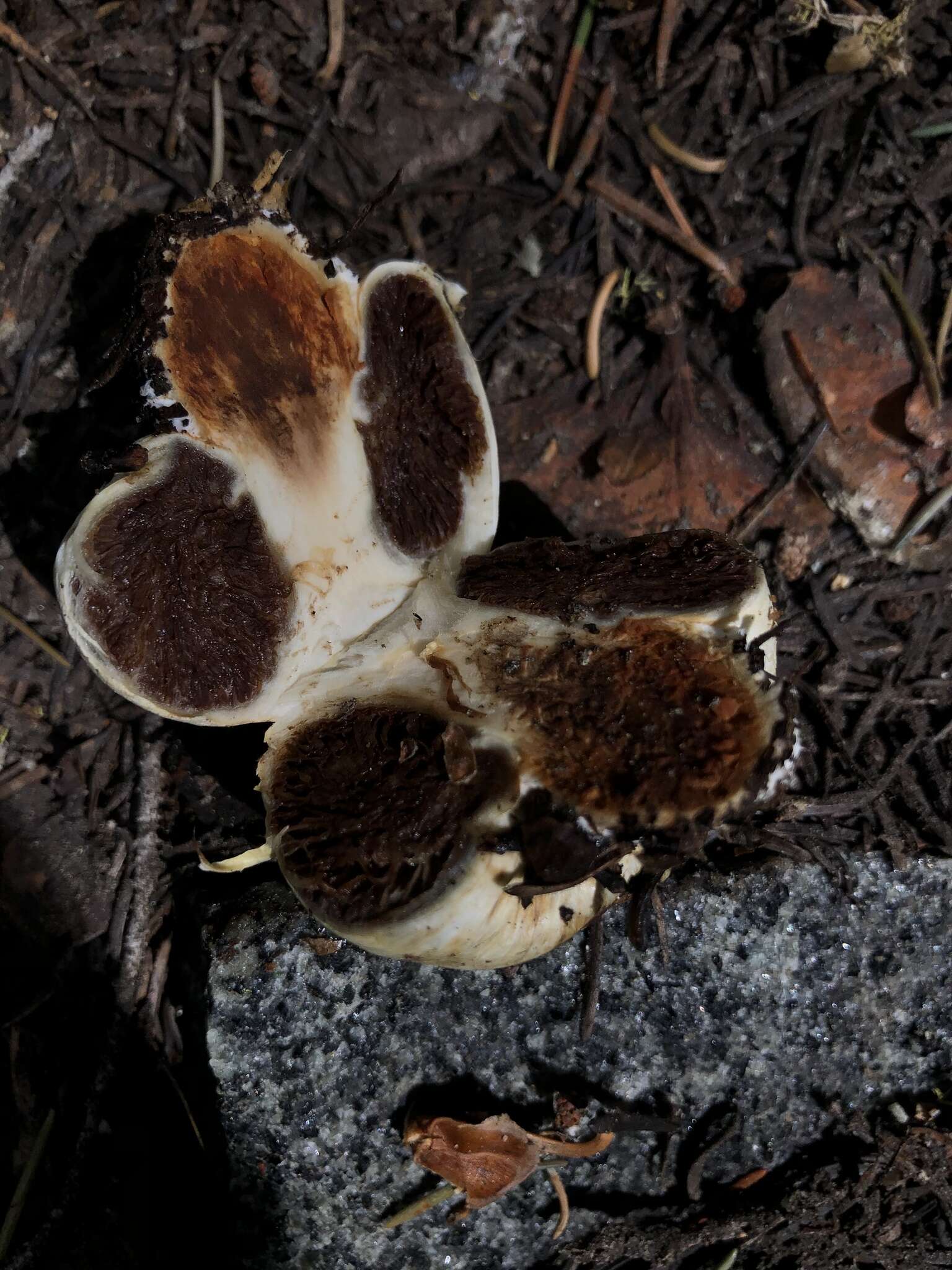 Image of Pholiota nubigena (Harkn.) Redhead 2014