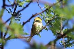 Imagem de Zosterops pallidus Swainson 1838